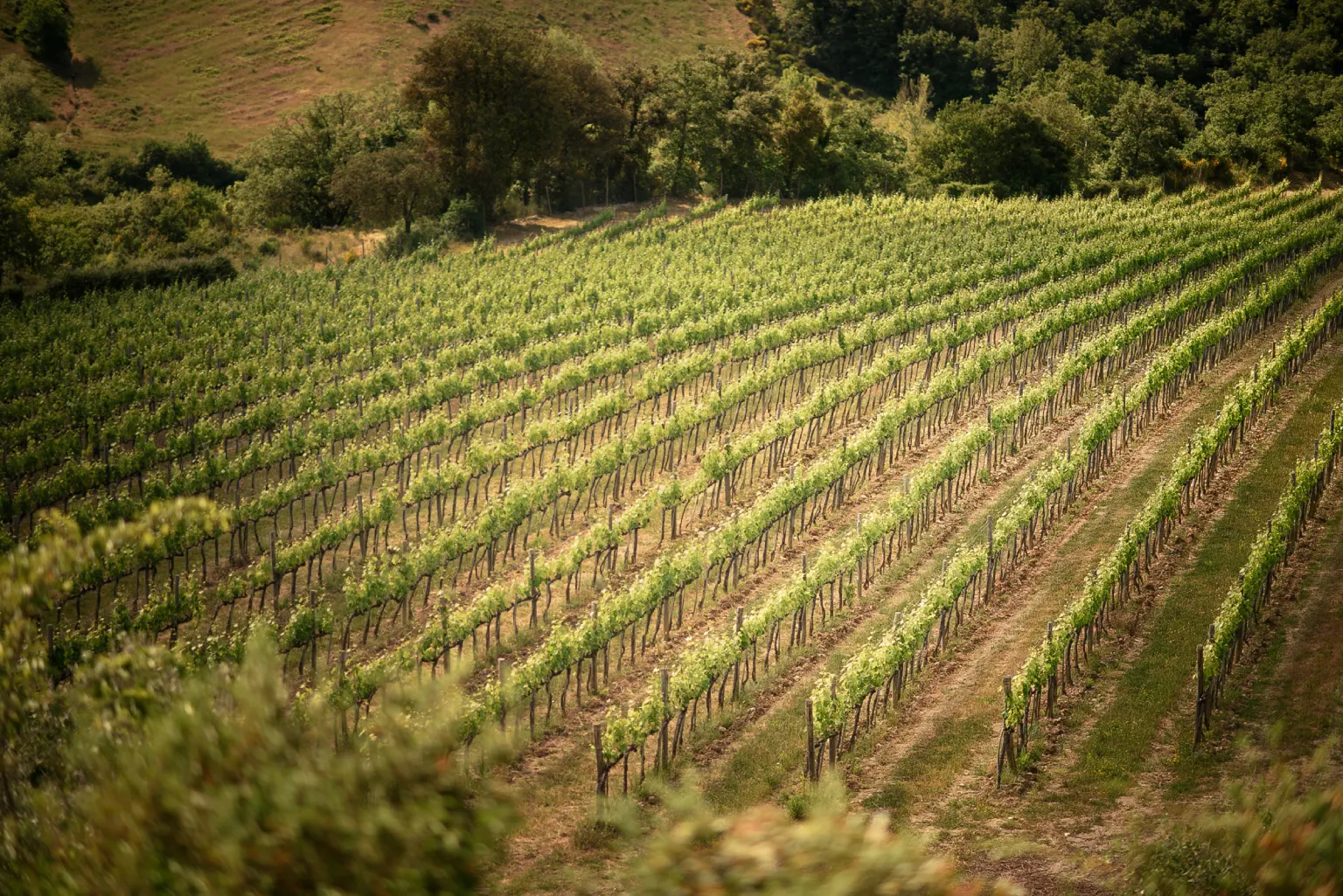 Wine estates, villas Rows of vines in a Chianti vineyard