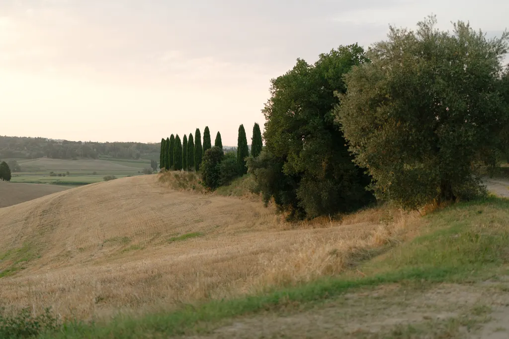 Wedding in Val d'Orcia Cypress trees on the hills of the Val d'Orcia at sunset